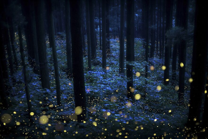 30 лучших фотографий природы с престижного конкурса Tokyo International Foto Awards