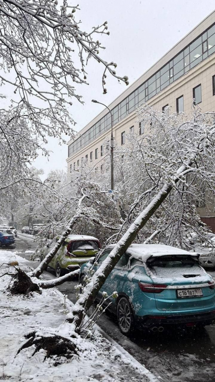 Поваленные деревья, поврежденные машины: Москва оказалась в центре снежного апокалипсиса (много фото)