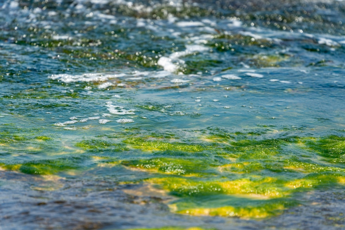 В Германии из-за жары распространились токсичные водоросли