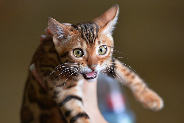 Как назвать кошку: 200+ кличек для котенка-девочки