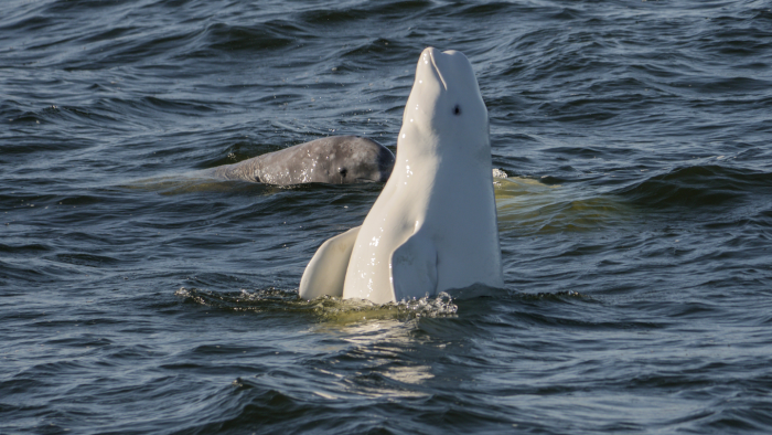 Обь: чем интересна великая сибирская река