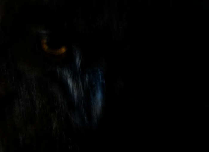 Победители конкурса «Фотограф дикой природы года 2025»