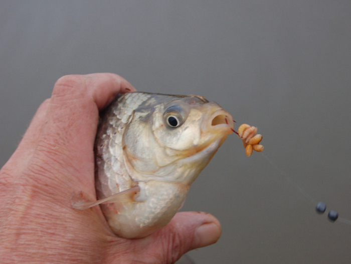 Загадки предзимнего клева