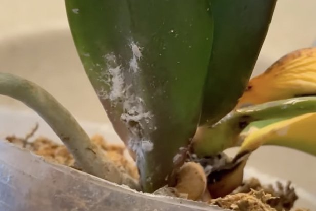 Цветок кливия: сорта, уход и пересадка, вредители