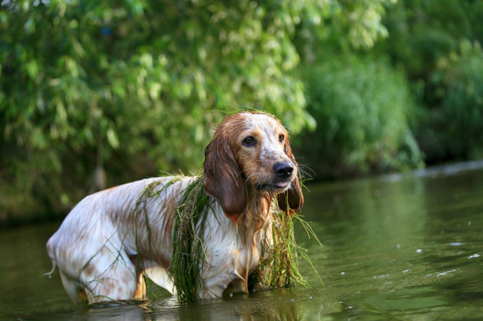 Подборка пород самых лучших охотничьих собак
