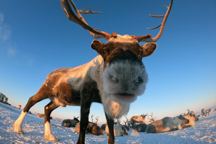 Таймыр: 5 причин посетить полуостров