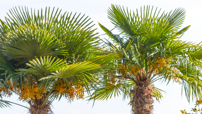 Капустная пальма: дерево, из листьев которого можно готовить суп и делать шляпы