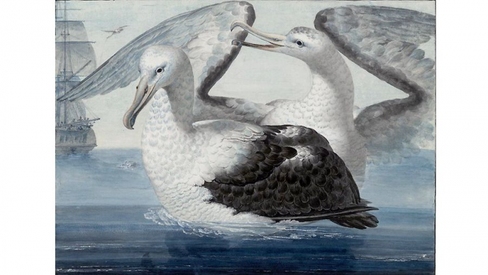 «Под сенью парусов и в бурях поседелый»: жизнь и удивительные приключения Василия Головнина