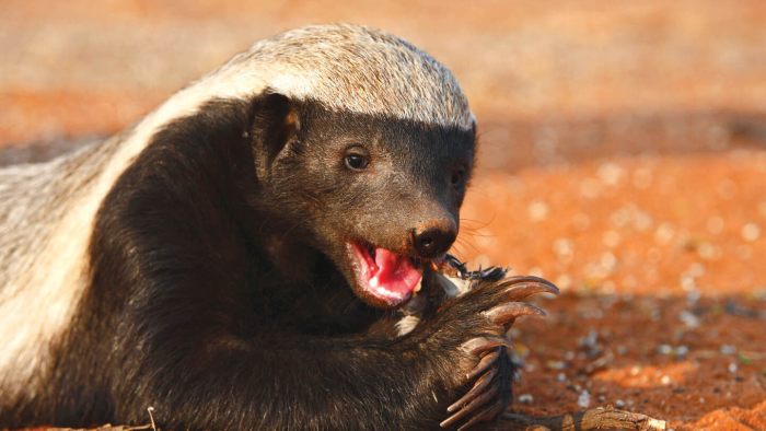 Медоед — зверь, не знающий страха