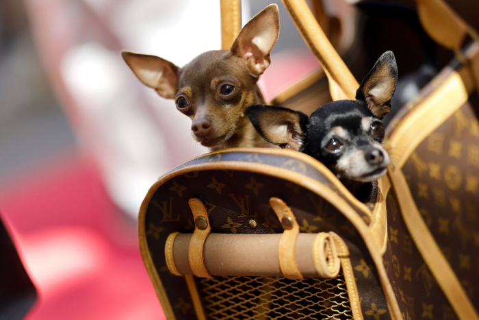 Кинолог Гайсина: перед поездкой с собакой в отель надо узнать условия пребывания