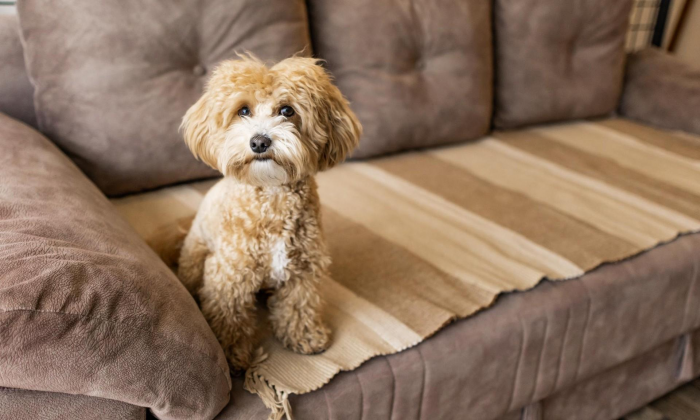 Как оставить собаку одну дома в новогоднюю ночь, чтобы она крепко спала до утра