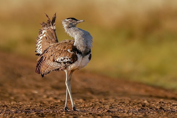 Птицы из Красной книги России: 15 редких видов с фото, места обитания