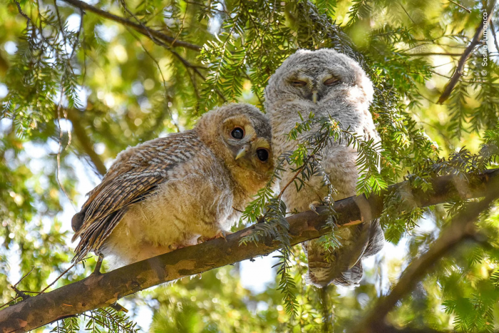 Снимки с конкурса Wildlife Photographer of the Year 2024