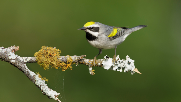 Почему буревестники летят навстречу шторму