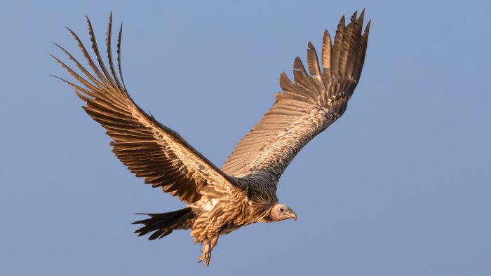 5 птиц, которые летают выше остальных