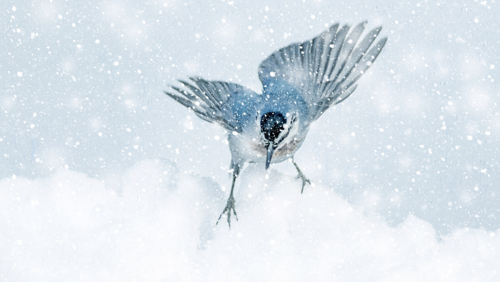 Зимние фотографии из жизни животных