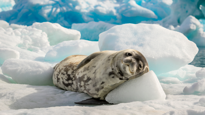 Зимние фотографии из жизни животных