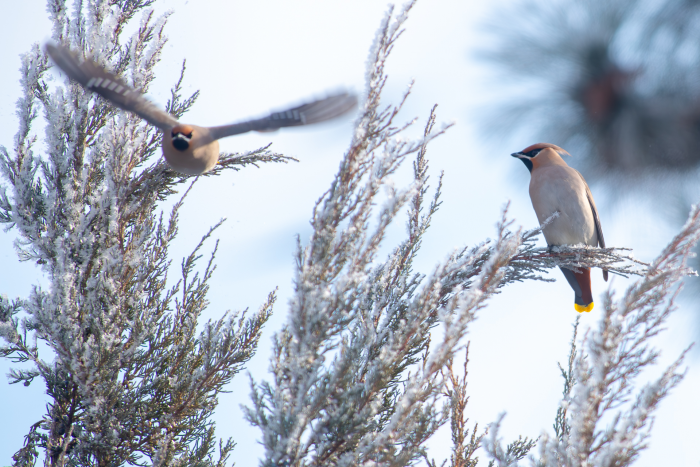 Записки астраханского натуралиста. Свиристели, гости с Севера