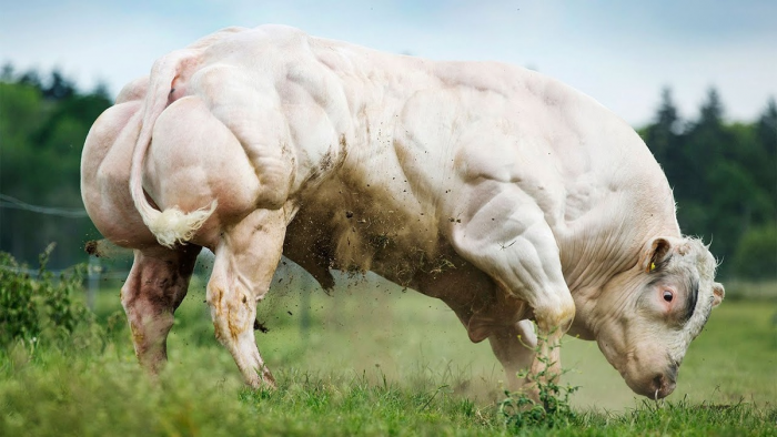 Семь видов настоящих быков: от домашней коровы до загадочного купрея