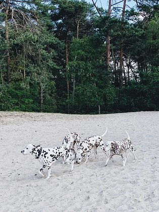 «Простая, но глубокая красота вещей» Какими оказались лучшие фотографии года, сделанные на iPhone?
