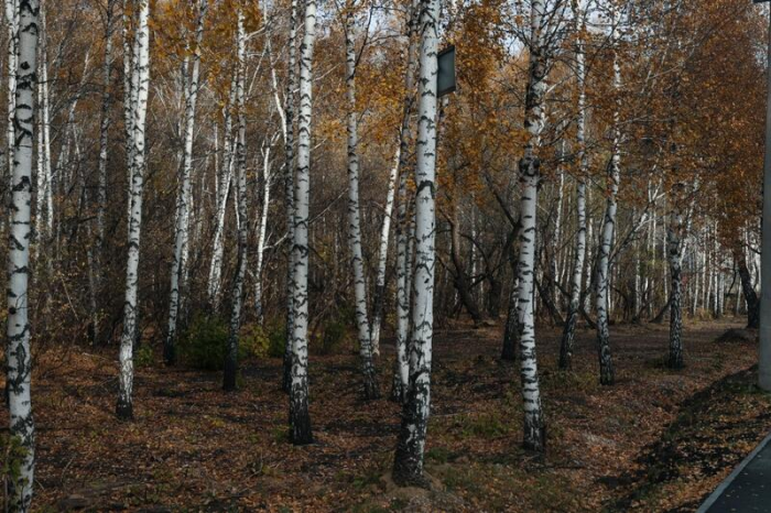 Золото октября. Как осень преобразила березовую рощу на окраине Барнаула