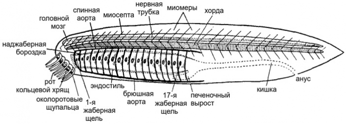 Открыто новое кембрийское позвоночное