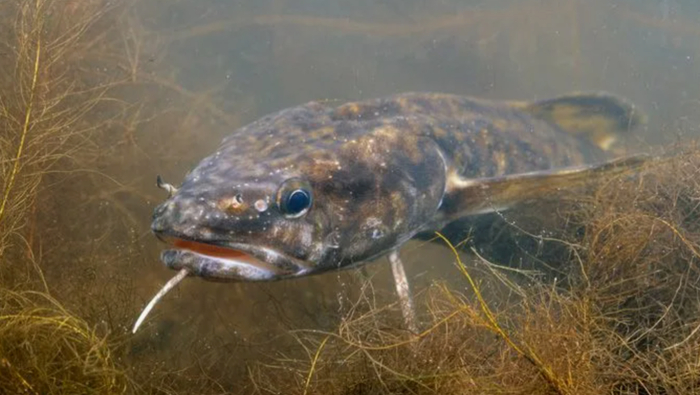 Рыбалка в ноябре. Ночная ловля налима. Как мы ловим налима на Волге