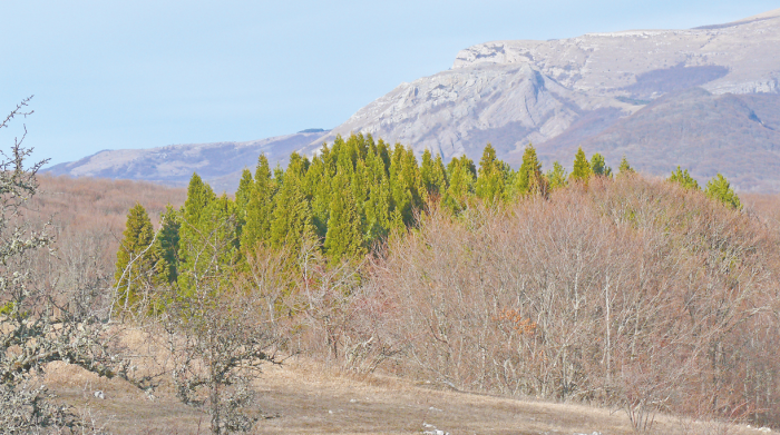 Чудо на южном склоне Чатыр-Дага: прогулка по живописному маршруту к рощам секвой в Крыму