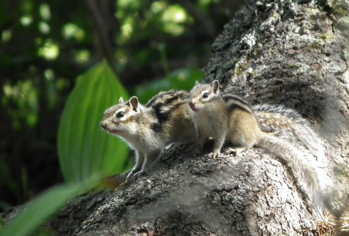 «Закрой глаза и держись за седло» Россиянка преодолела верхом на коне самые труднодоступные маршруты России. Как ей это удалось?
