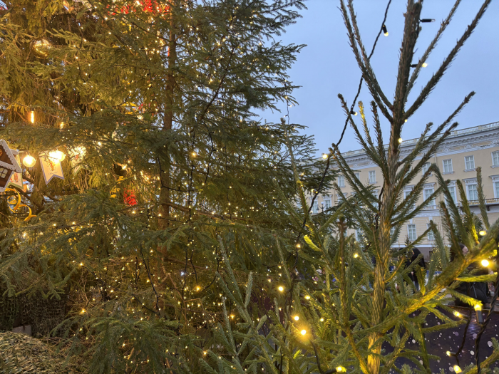 В Петербурге начали работать елочные базары