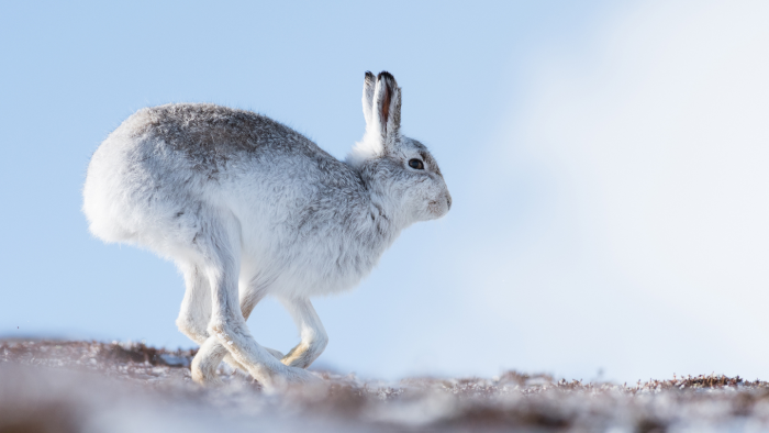 Зимние фотографии из жизни животных