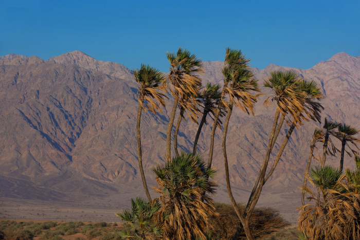 Горы, море и чёрнопятнистый иглобрюх: почему надо ехать в Израиль прямо сейчас