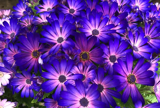 Цветок цинерария: сорта, посадка и уход