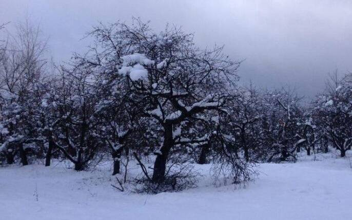Зимой не спим: почему деревья нуждаются в холодном поливе