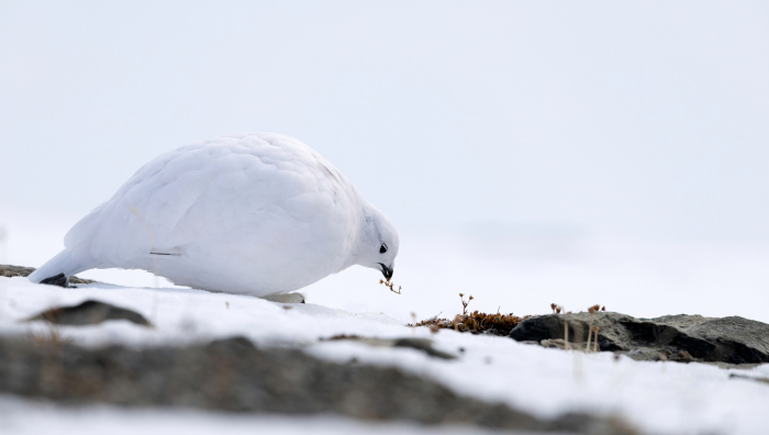 Почему не все животные меняют окрас зимой
