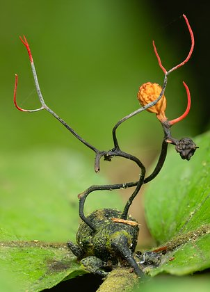 Неземные пейзажи, грибные зомби и нескончаемая борьба за жизнь. Ни на что не похожий мир — на снимках лучших фотографов
