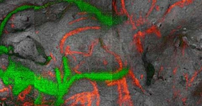 Радиоуглеродное датирование показало возраст рисунка бизона из пещеры Фон-де-Гом