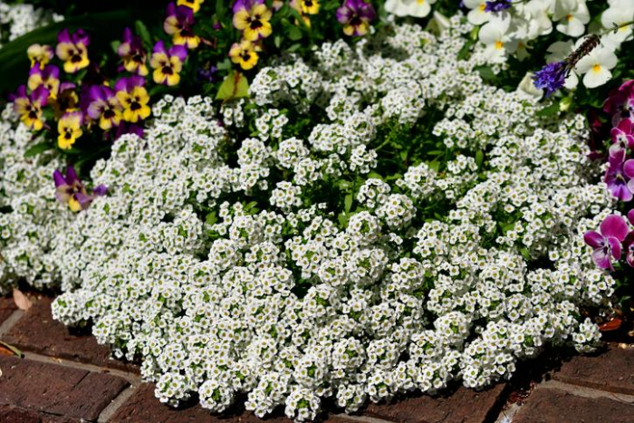 Эксперт назвал 5 цветов, которые можно посеять сразу в грунт — без рассады