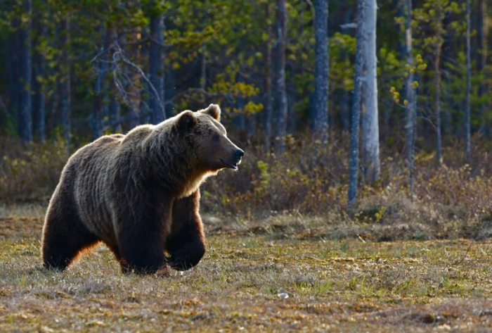 Медведи вышли из спячки в Красноярском крае