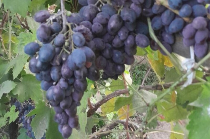 Эксперт винного рынка Екатерина Винокурова: «Энотуризм в России – на серьезном подъёме»