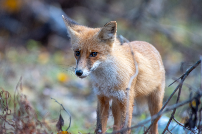 Записки астраханского натуралиста. Знакомство с лисенком