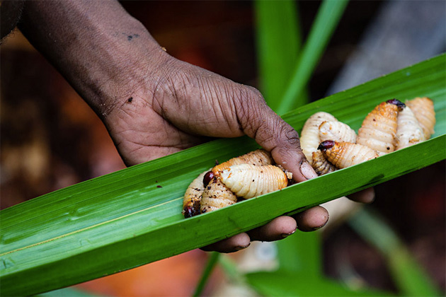 Короваи. Настоящий затерянный мир в Папуа-Новой Гвинее