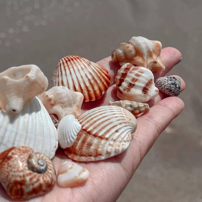 Почему не рекомендуется забирать ракушки с пляжа и увозить их домой