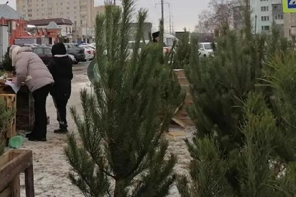 Эксперт рассказала, каких насекомых можно принести домой вместе с новогодней ёлкой