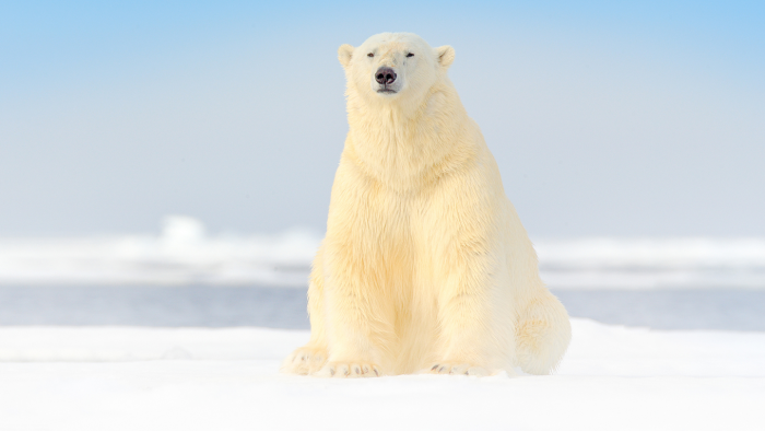 Какого цвета белый медведь на самом деле