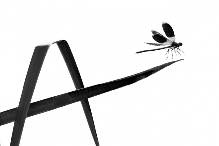 Победители конкурса «Фотограф года в жанре макросъемки 2025»