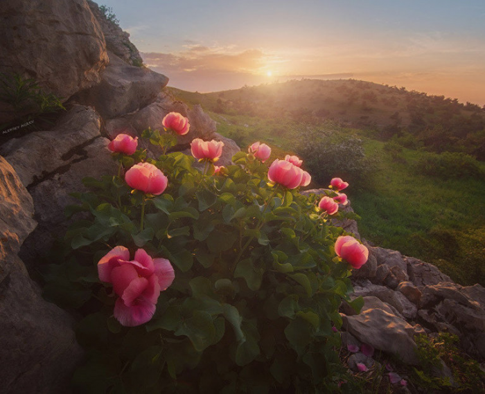 К горным пионам и тюльпанам через облако сирени: подборка фототуров по цветущему Крыму
