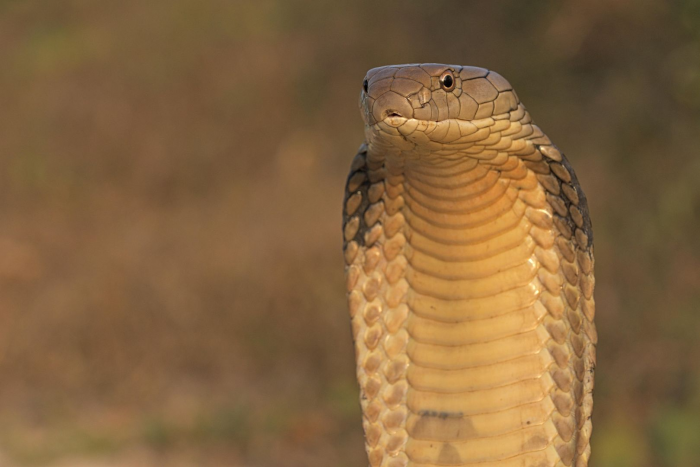 Смертельно опасная змея заползла в отель с россиянами в Таиланде