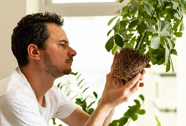 Цветок шеффлера: сорта, уход и пересадка