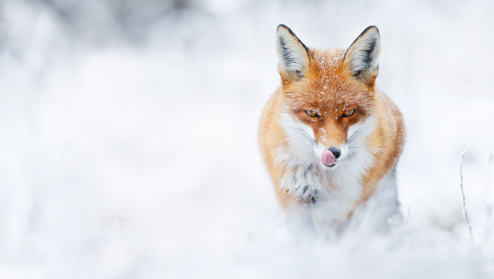 Самый короткий день в году: что такое зимнее солнцестояние